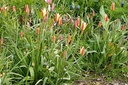 Tulipa clusiana Tinka - BIO-1