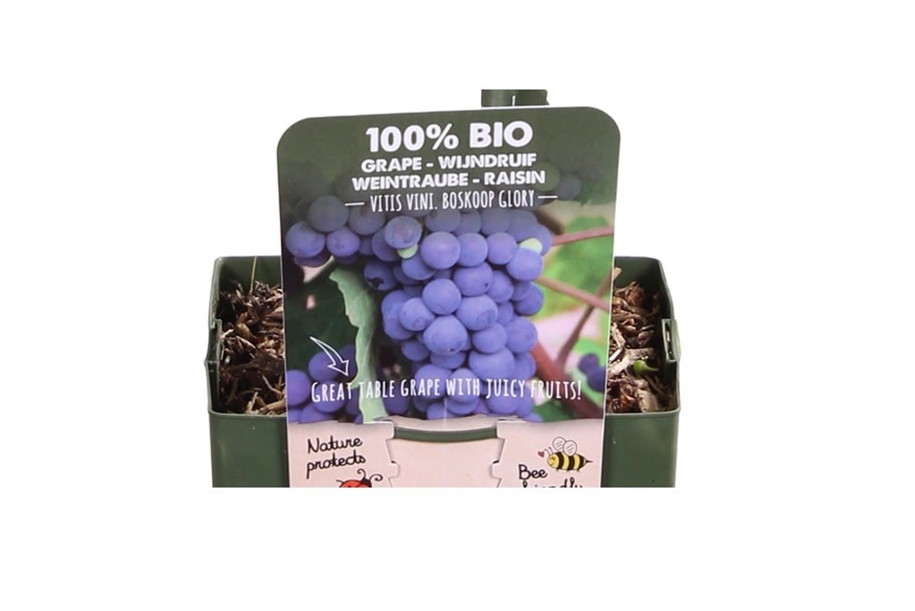 Blauwe druif (wijnstok) - BIO-1