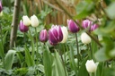 Tulipa Purple Delight Mix - BIO-1
