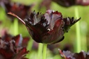 Tulipa Black Parrot - BIO-1