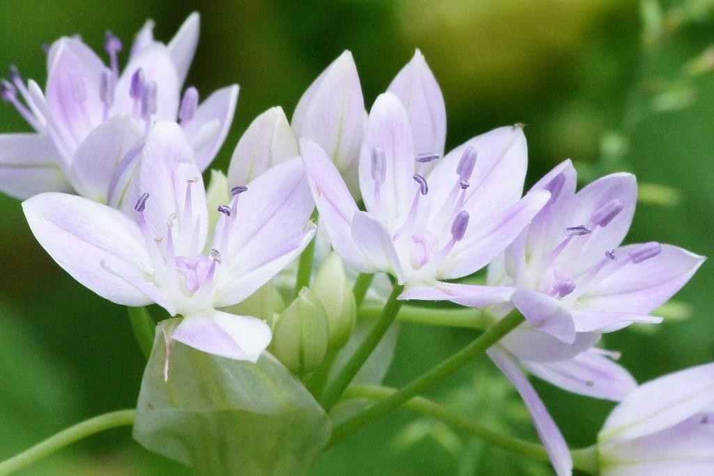 Allium unifolium - BIO-2