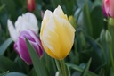 Tulipa Sweetheart - BIO