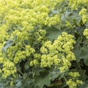 Alchemilla mollis - BIO