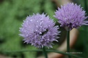 Allium schoenoprasum- BIO