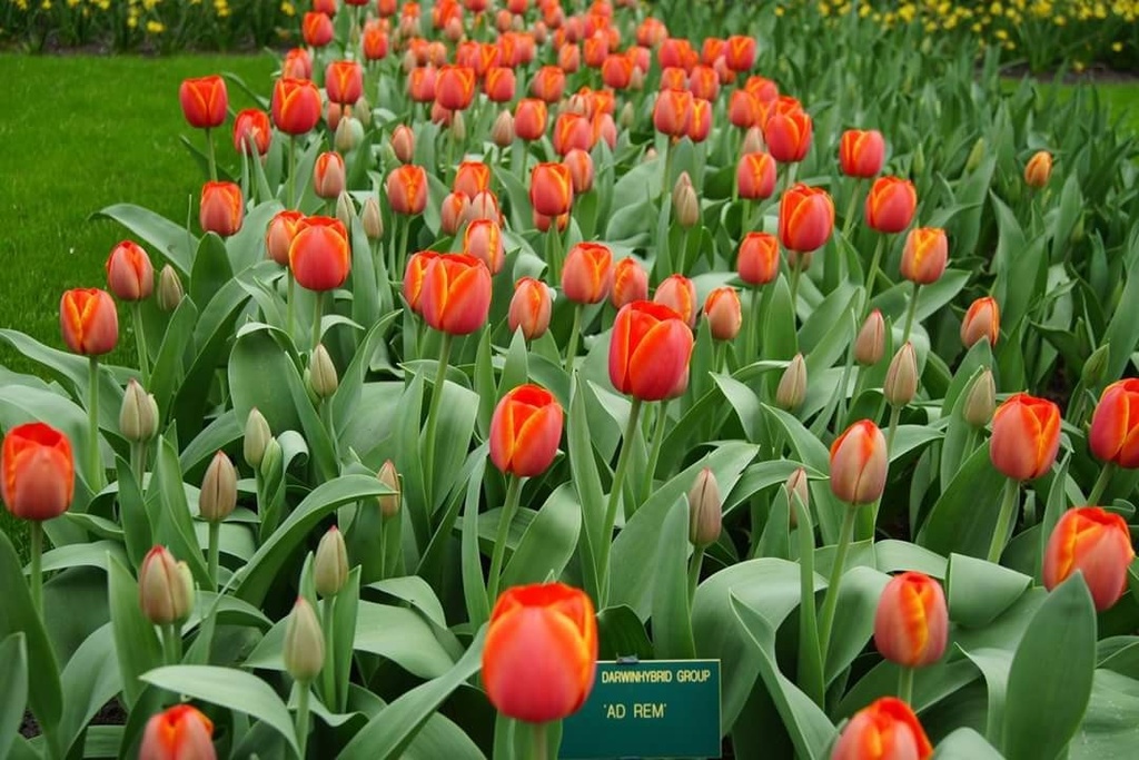 Tulipa Ad Rem - BIO