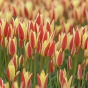 Tulipa Clusiana Tinka - ORG