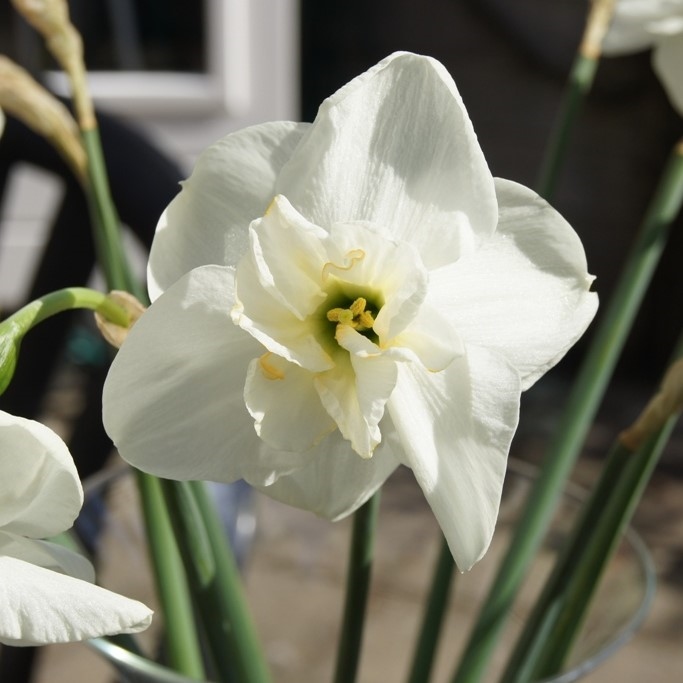 Narcissus Papillon Blanc - ORG