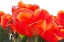Tulipa Giant Orange Sunrise - ORG