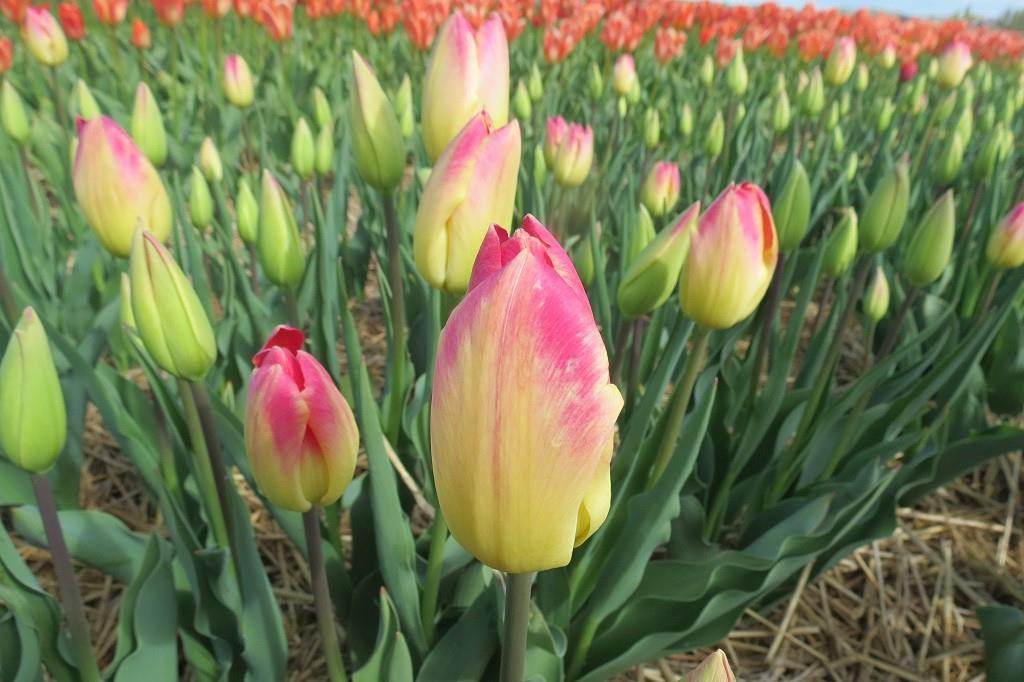 Tulipa Swiss Dream - ORG