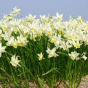 Narcissus Sailboat - ORG