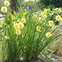 Narcissus Sundisc - ORG
