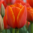 Tulipa Dafeng - ORG