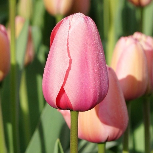 [A1015-7] Tulipa Pink Impression - ORG (7 bulbs)