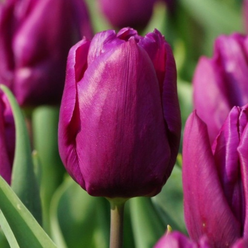 [A1088-7] Tulipa Purple Prince - ORG (7 bulbs)