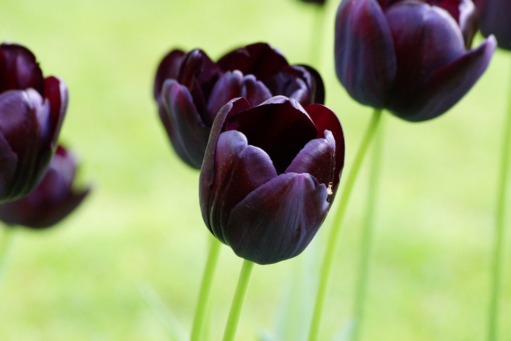 Tulipa Queen of Night - ORG