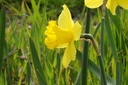 Narcissus Gigantic Star - ORG