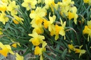 Narcissus Suada - ORG