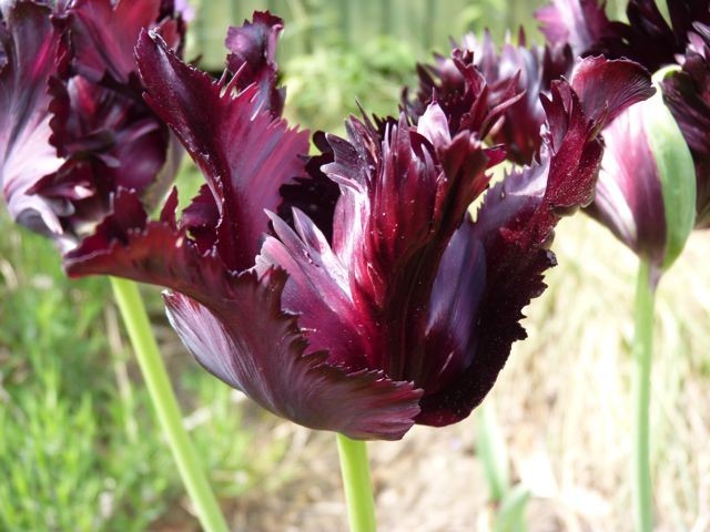 Tulipa Black Parrot - ORG