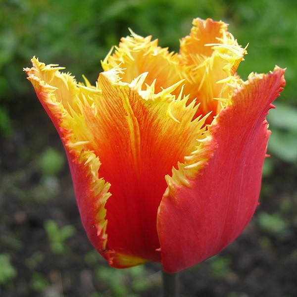Tulipa Gusto - ORG