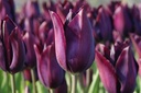 Tulipa Havran - ORG
