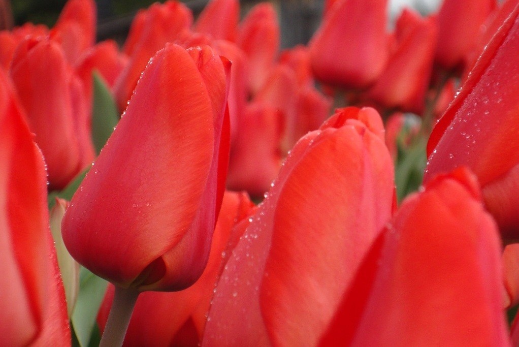 Tulipa Lalibela - ORG