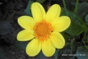 Dahlia Topmix Yellow - ORG