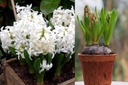 Potted Hyacinth White Pearl - ORG