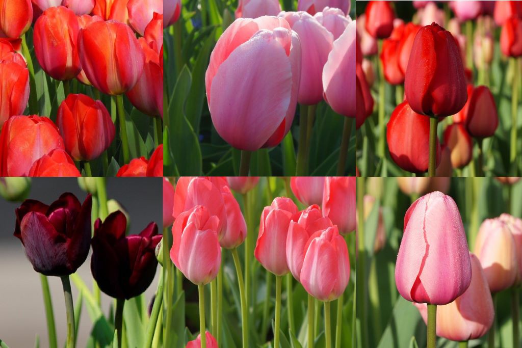 Tulipa Mix Special - ORG
