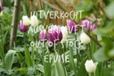 Tulipa Purple Delight Mix - ORG