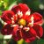Summer flowering / Dahlias / Collarette dahlias