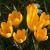 Spring flowering / Bulbs for bees