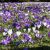 Landscape design / Bulbs for Landscaping