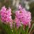 Spring flowering /  Hyacinths
