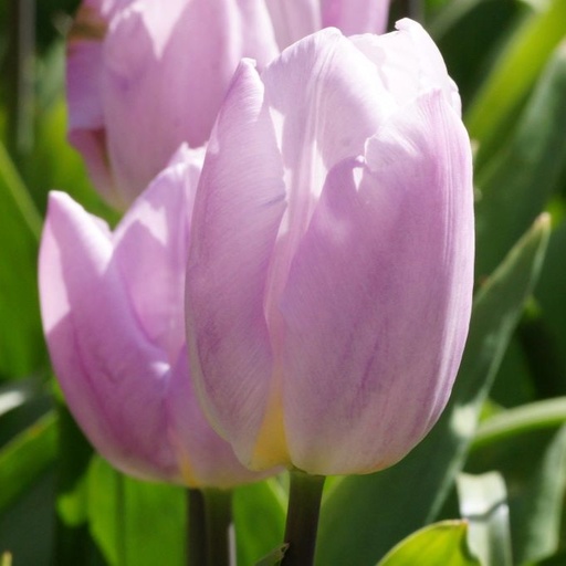 [A1133] Tulipa Light Pink Prince - ORG