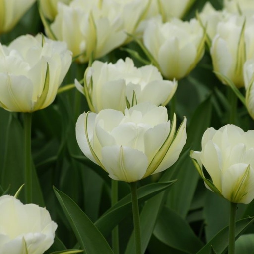 [A1111] Tulipa Exotic Emperor - ORG