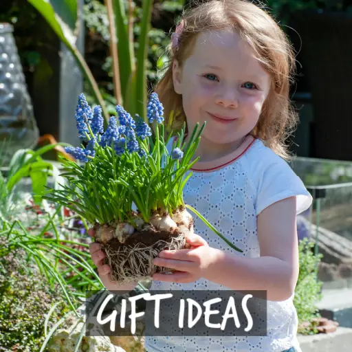 Natural Bulbs | Organic gift ideas