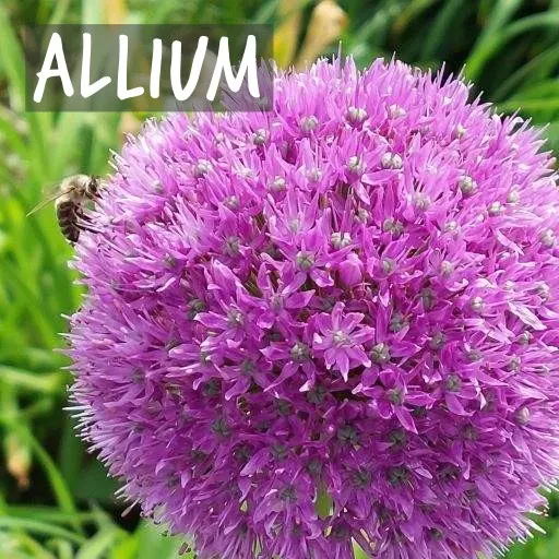 Natural Bulbs | Allium