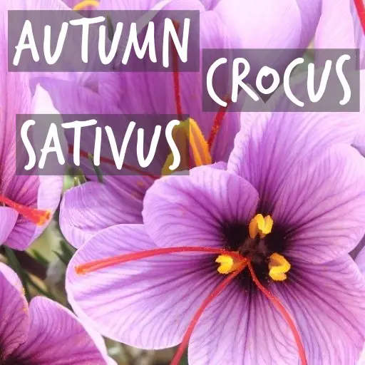 Natural Bulbs | Autumn Crocus (Saffron)