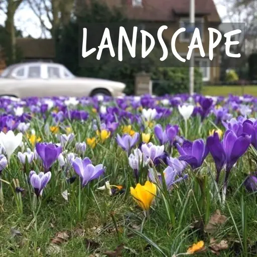 Natural Bulbs | Landscape and Garden design