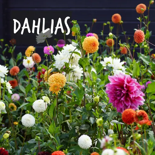 Organically grown dahlias Natural Bulbs