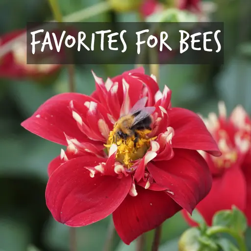Favorites for bees organically grown Natural Bulbs