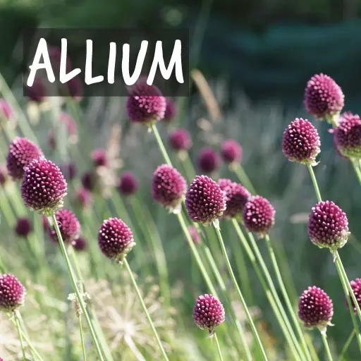 Organic Allium Bulbs