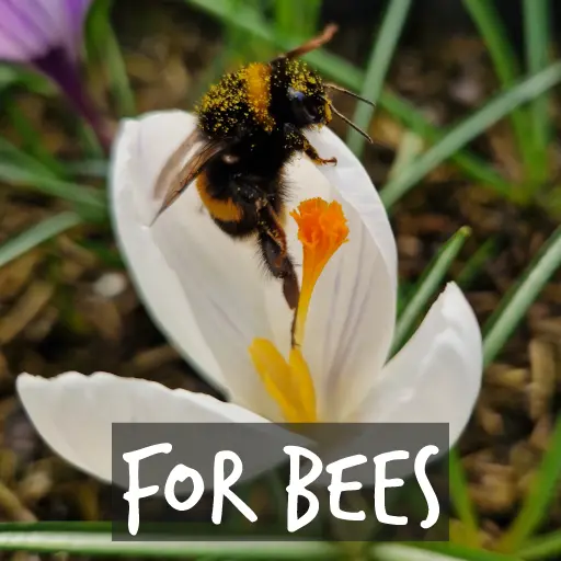 Organic Flower Bulbs for Bees