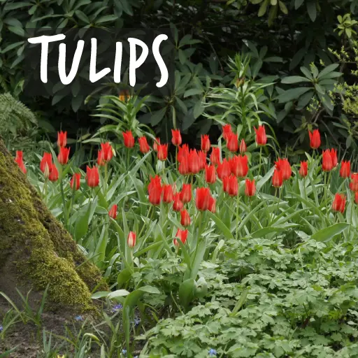Organic Tulip Bulbs
