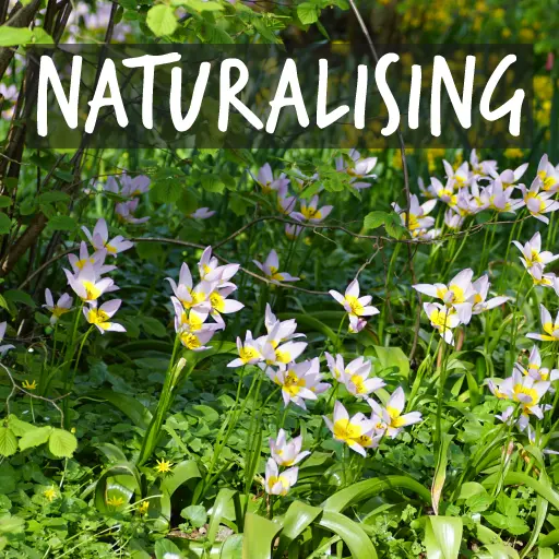 Organic Flower Bulbs Suitable for Naturalizing