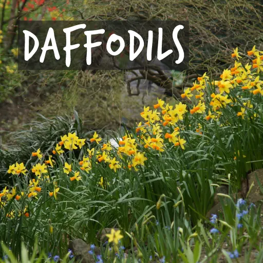 Organic Daffodil Bulbs