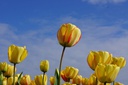 Tulipa Beauty of Spring - BIO-1