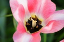 Tulipa Soft Design-1