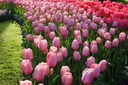 Tulipa Salmon Impression - BIO-1