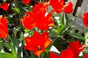Tulipa Ingens - BIO-1
